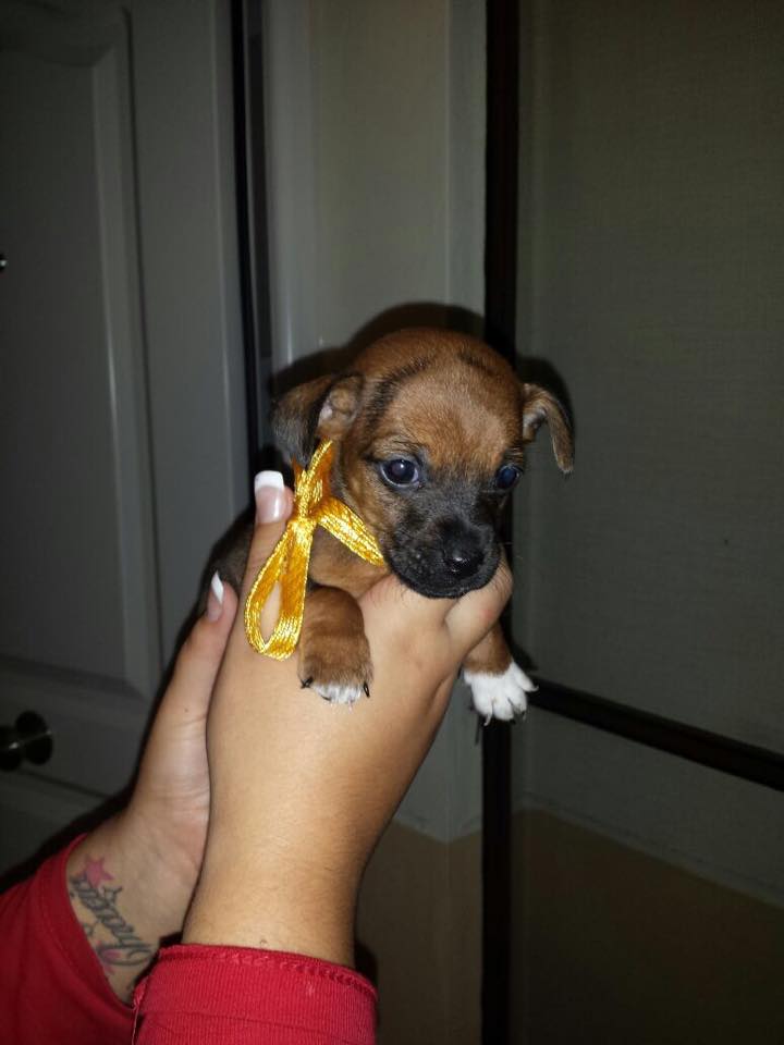 LASAnimal's tweet photo. https://t.co/6KVjJqhwyp MESTICITOS DE MENOS DE 1 MES!!! Buscan casa!!! http://t.co/h0sEIP9L0v