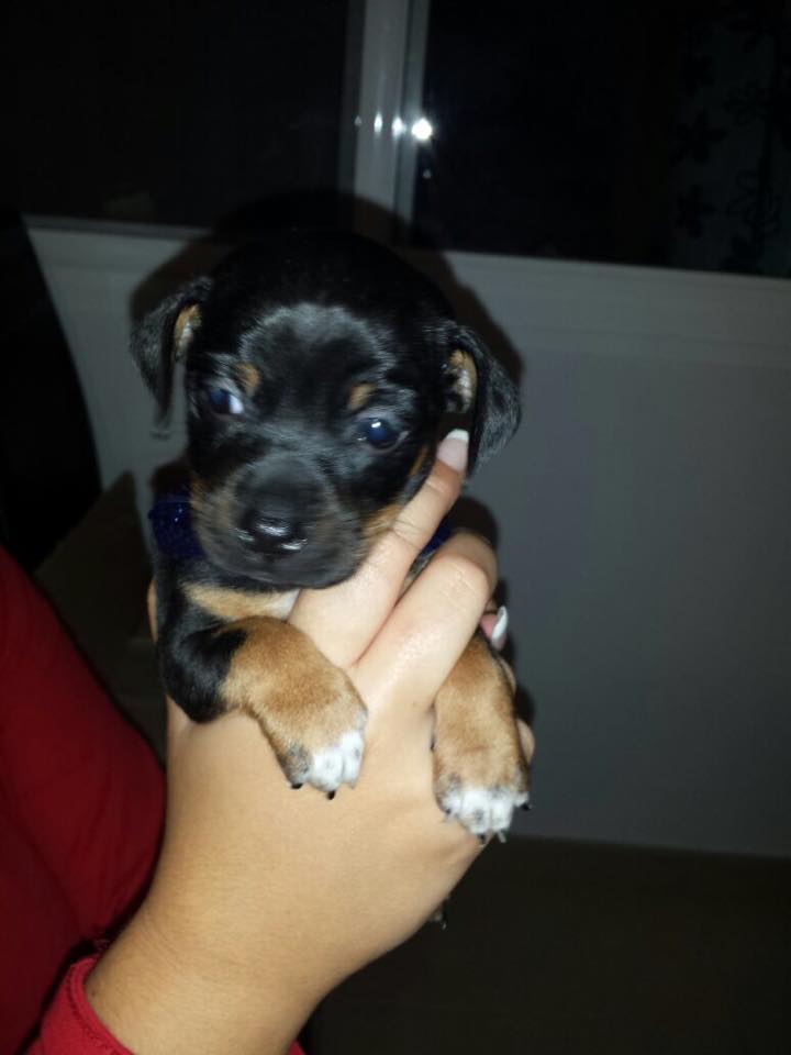 LASAnimal's tweet photo. https://t.co/6KVjJqhwyp MESTICITOS DE MENOS DE 1 MES!!! Buscan casa!!! http://t.co/h0sEIP9L0v