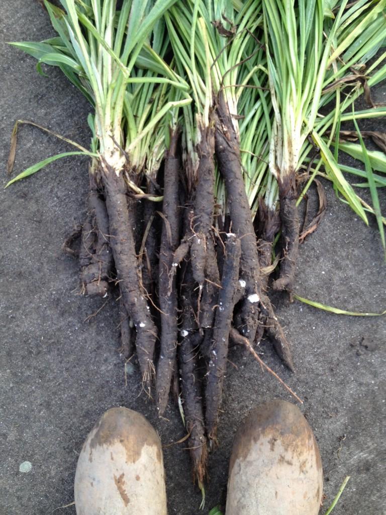 scharrelkok's tweet photo. Schorseneren uit de #moestuin! http://t.co/JN6PPYTjEl