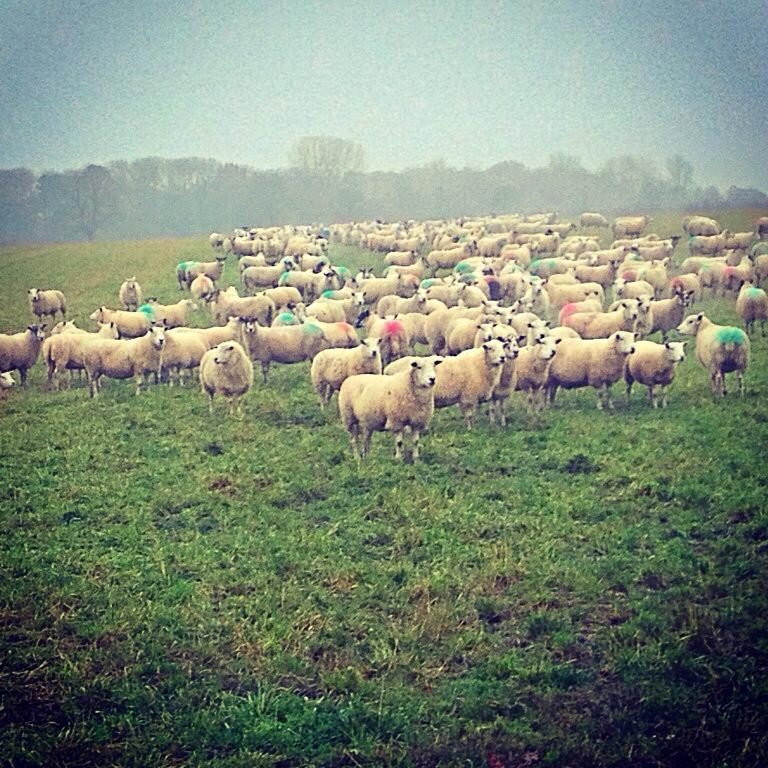 UnemployedFarm's tweet image. Moving the ewes a few days ago #sheep #sheepfarming #agriculture #Farming