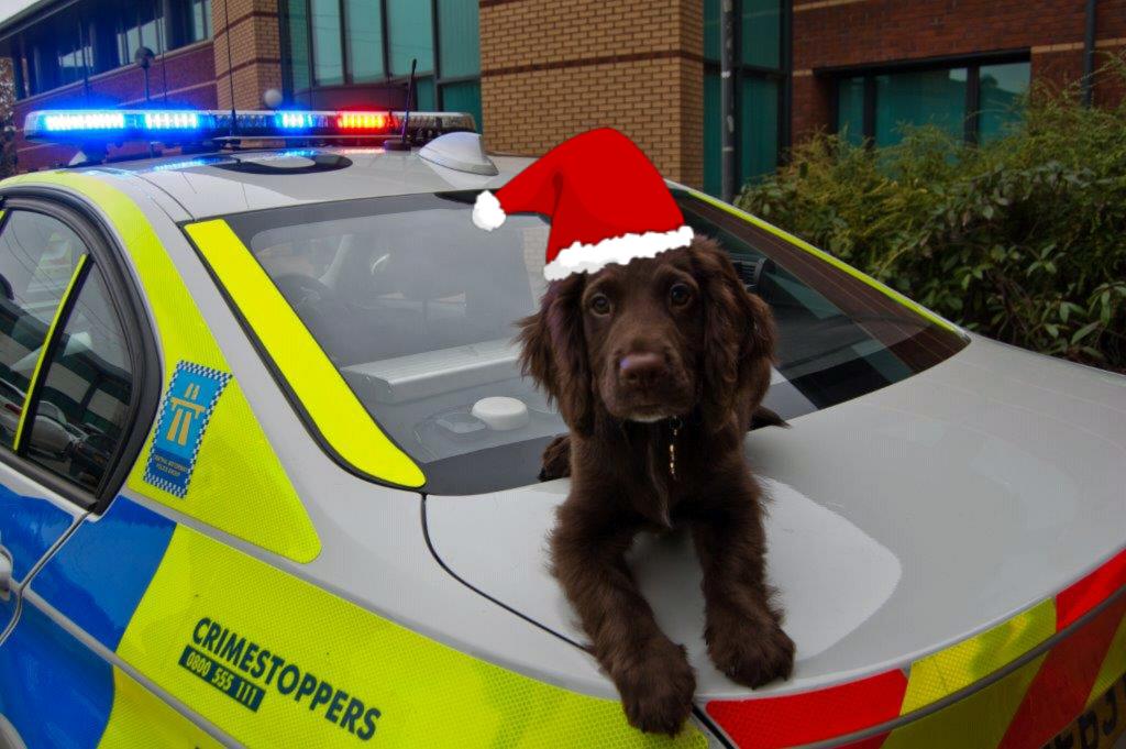 StaffsRCT's tweet image. If @CMPG @cmpg_ciu &amp;amp; @WMP_Dog  did Christmas cards......🎅 it'll soon be here!!!