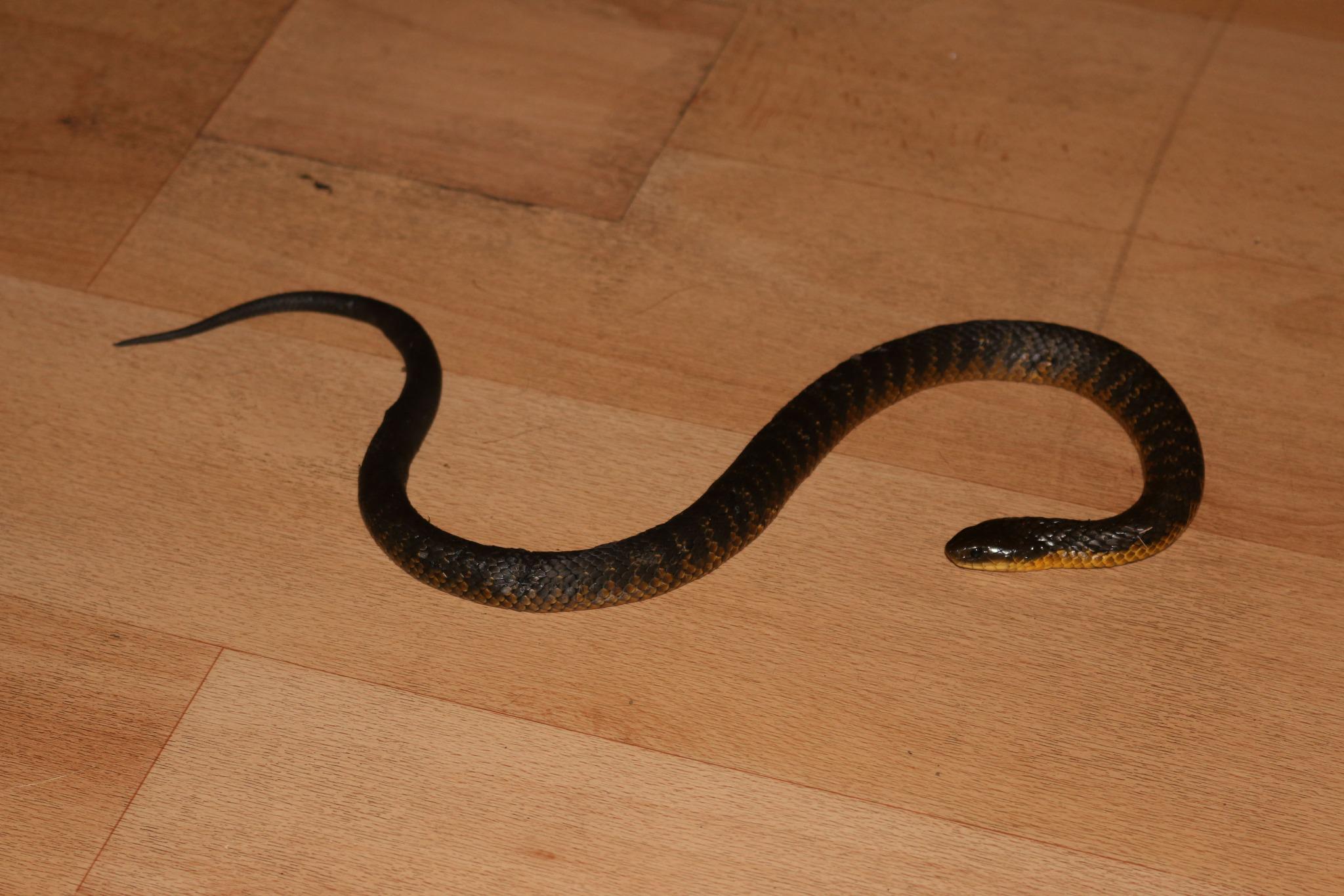 Baby Tiger Snake
