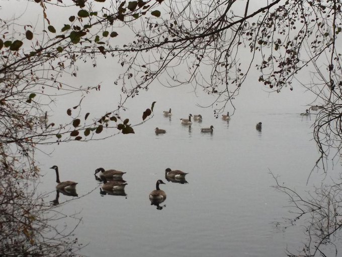 D&iacute;a de frio en #Alemannia #wiesensee pasito por el lago @coraljoice @amandaxes @salmadnora @babydenora<a href="/tag/alemannia"class="tags">#Alemannia</a><a href="/tag/wiesensee"class="tags">#wiesensee</a>