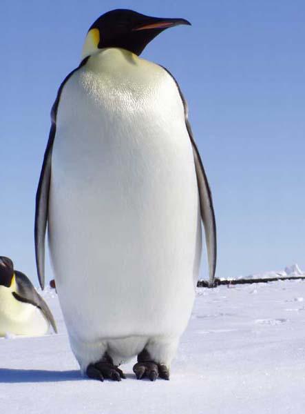 画像 動画 カメラ大好き 好奇心旺盛なコウテイペンギンたちがかわいすぎる Togetter 画像 動画 カメラ大好き 好奇心旺盛なコウテイペンギンたちがかわいすぎる Togetter