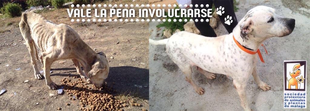 protemalaga's tweet photo. Vale la pena involucrarse..!!! http://t.co/LJaZzXWMbF
