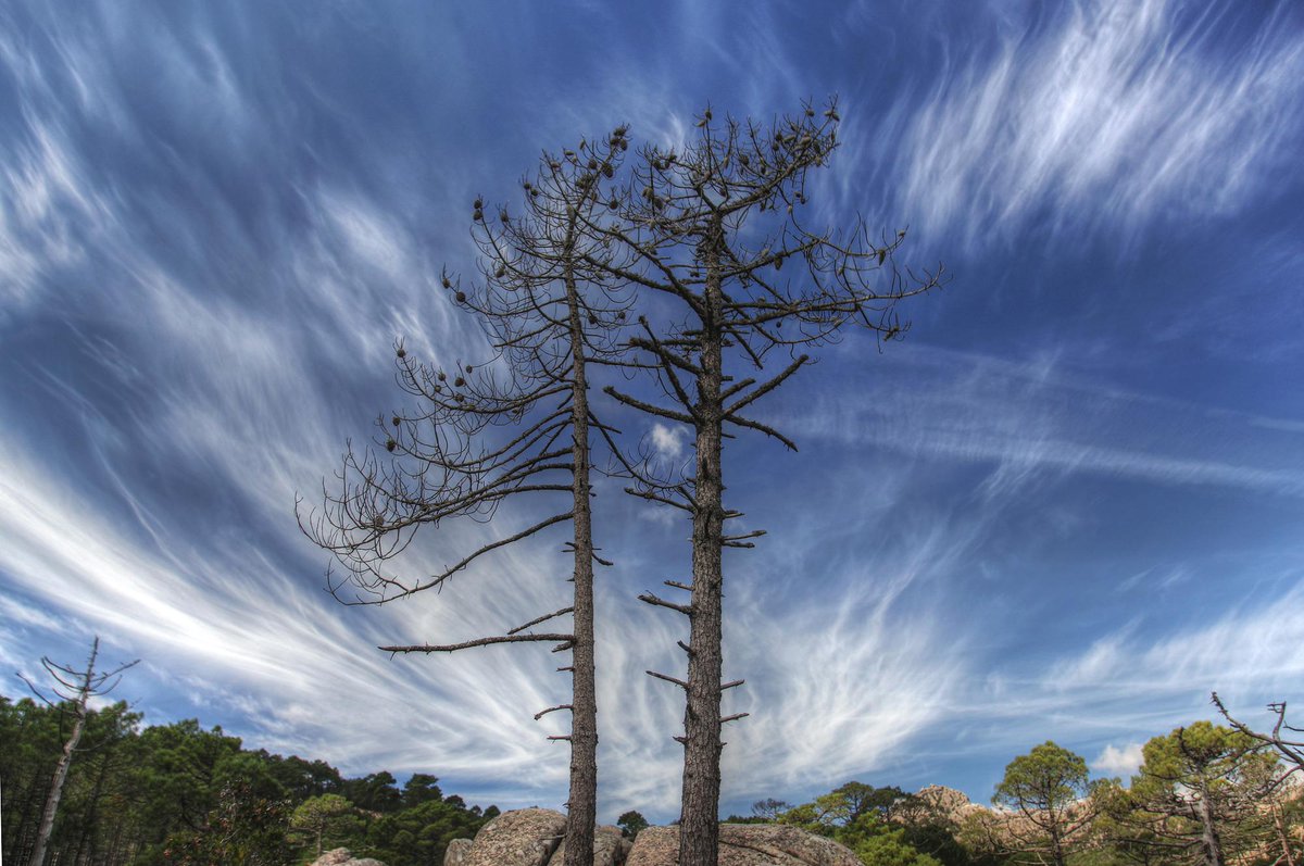 devimeuxbe's tweet image. Le spectacle des arbres
bertranddevimeux.fr/fr/portfolio-1…