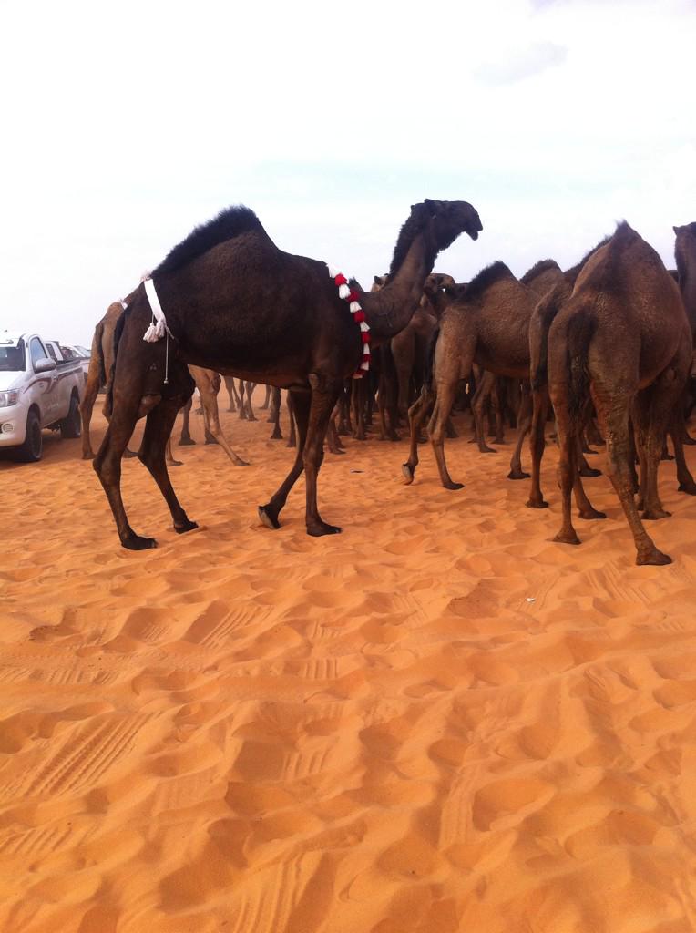 “ من نوادر ابن ظبيه
ماشاء الله تبارك الله