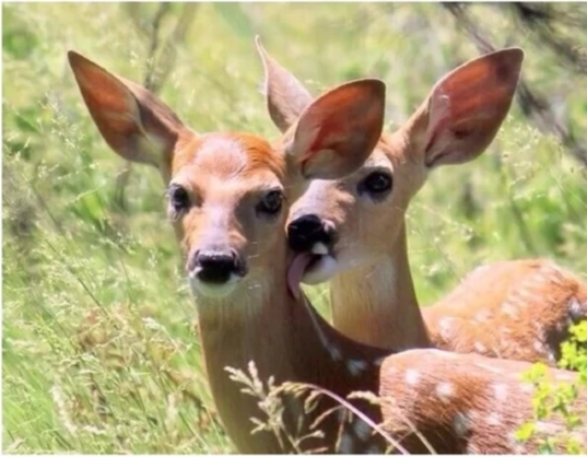 evinjkill's tweet photo. Licking bae to claim her as your own. http://t.co/XjaFa7f1Wl
