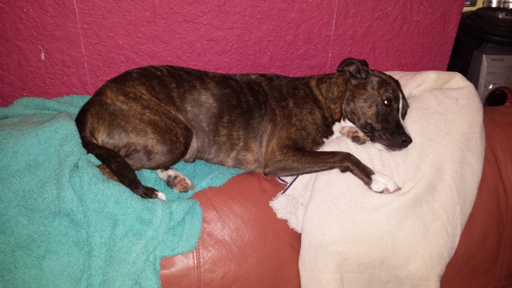 dawney_fun1's tweet photo. Feebie (aka Harriet)clearly comfy-back of sofa for her #2blankets @DogsTrust @DT_Bridgend 3years in her forever home http://t.co/bpjYLynTpE