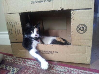 Low rider box. Midna #cat  #catboxsunday