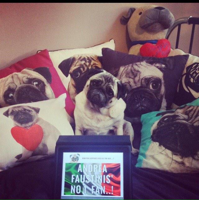 KobiPug's tweet photo. Whoop whoop!!!! @AndreaFaustini1 @TheXFactor is through!! 😃🎉 #pugs #andreafaustini #xfactor http://t.co/sAcGWzNDmP