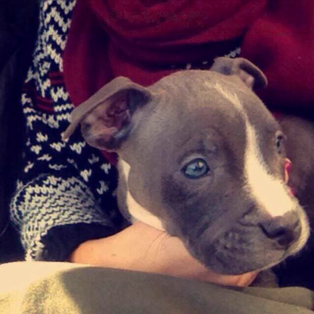 Image from Pit Bulls 🐶 (@PitbuIIs)