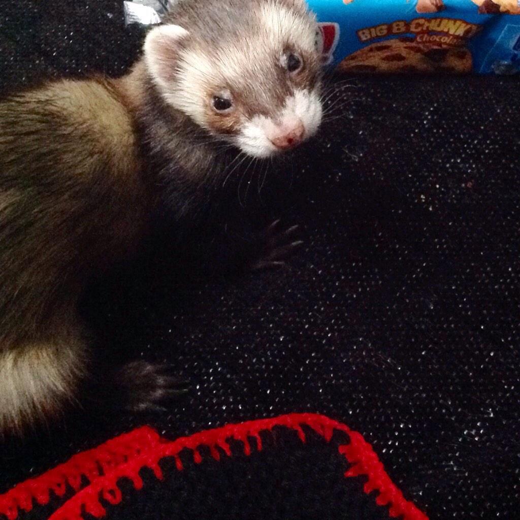 DenizToren's tweet photo. Nenita te echo de menos😔😔🐹 http://t.co/R9YKL8JQxn