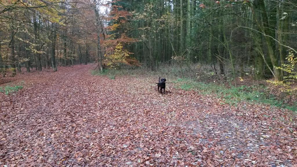 Lekker lopen in bosrijke Drenthe met de hond