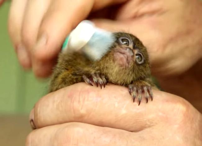 Unwindly's tweet photo. Tiny Orphaned Monkey Enjoying Toothbrush Massage http://t.co/y6p1Be3kxu via @Unwindly http://t.co/NrlFrTxVMQ