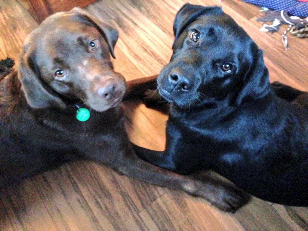 dorsetcharlie's tweet photo. Bonnie &amp; Babs - I think it's love! #doggydevotion http://t.co/DXo9NVwcn7