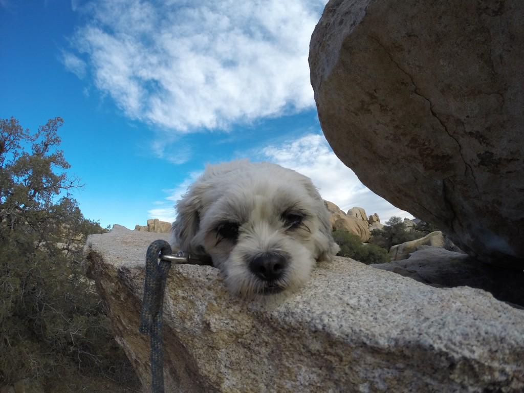 GoProCharlie1's tweet image. GoPro @coconut_cam #shihtzu #joshuatree #jtee #GoPro #goprodogs