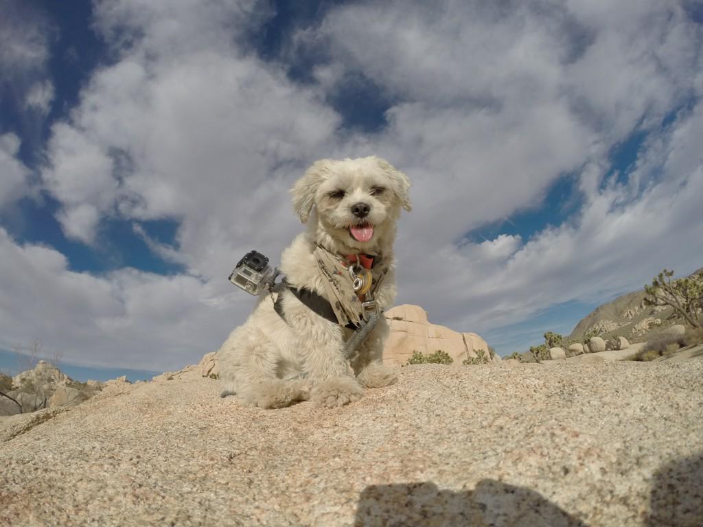 GoProCharlie1's tweet image. GoPro @coconut_cam #shihtzu #joshuatree #jtee #GoPro #goprodogs