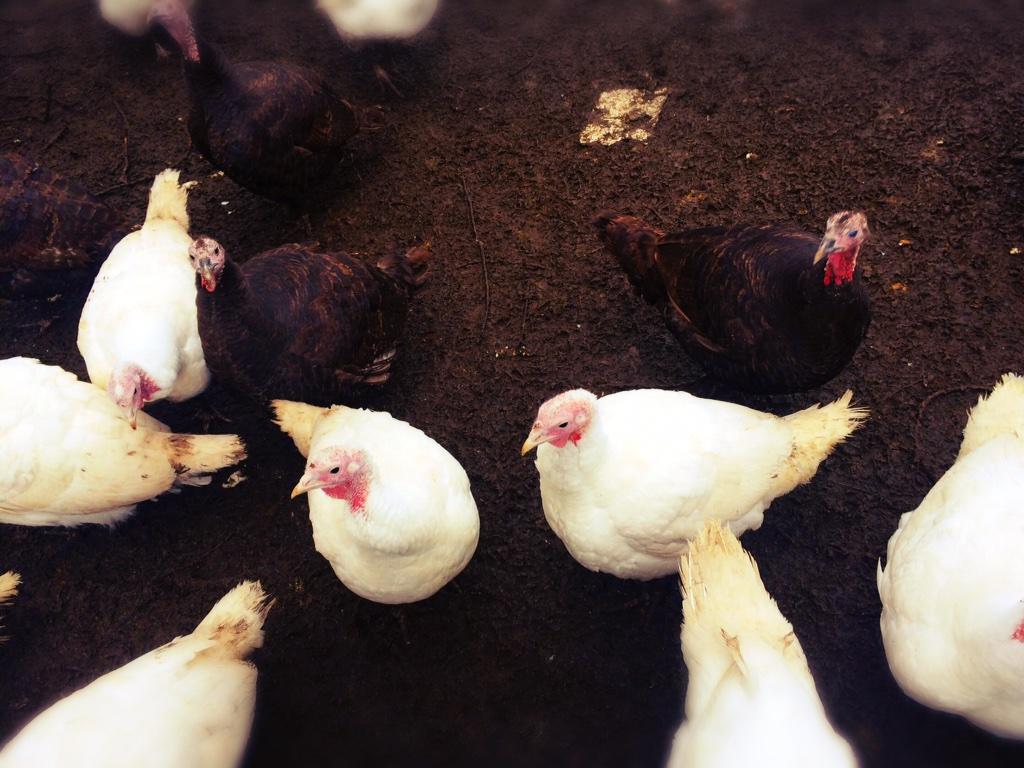 Checked in on Christmas lunch at <a href="/RFS_Yatton/">Rectory Farm Shop</a> today!