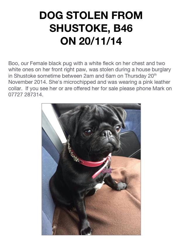 loopyloupy's tweet photo. @Dogs_Today please share and help lovely little boo get back to her family #getboohome http://t.co/WG3kHHi0Nb