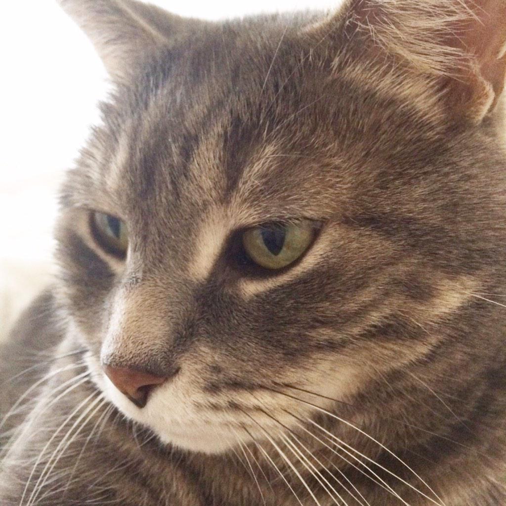 SarabyNight's tweet photo. Beautiful boy. #plottingmurder http://t.co/jo33UJMgzL