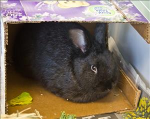 CutePetsPtown's tweet image. I'm Black Beard, a male Silver Fox rabbit. #SilverFoxrabbit #rabbit #Portsmouth petfinder.com/petdetail/3049…
