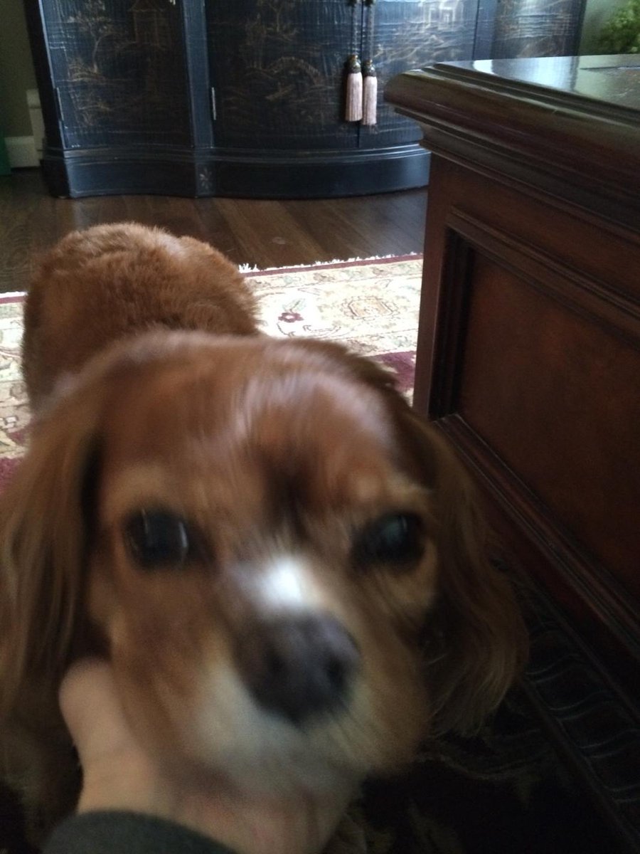 afalkk's tweet photo. I ask for a picture of my dog and this is what I get #thanksmom http://t.co/eBPOqIceec