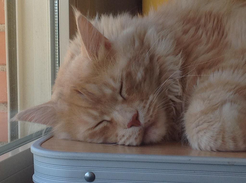Vivi Moraes On Twitter These Are Kirk Maine Coon And Spock