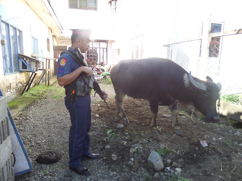 madridststion's tweet photo. LOST &amp; FOUND MALE CARABAO AA 232200H NOV'14
@ PATONG2X MADRID, SDS. PNP PERS OF THIS PS IS WAITING  THE TRUE OWNER http://t.co/tuzCqgE73X