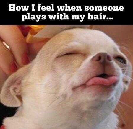 SpeakComedy's tweet photo. How I feel when someone plays with my hair... http://t.co/ZoF2M2o2Dh
