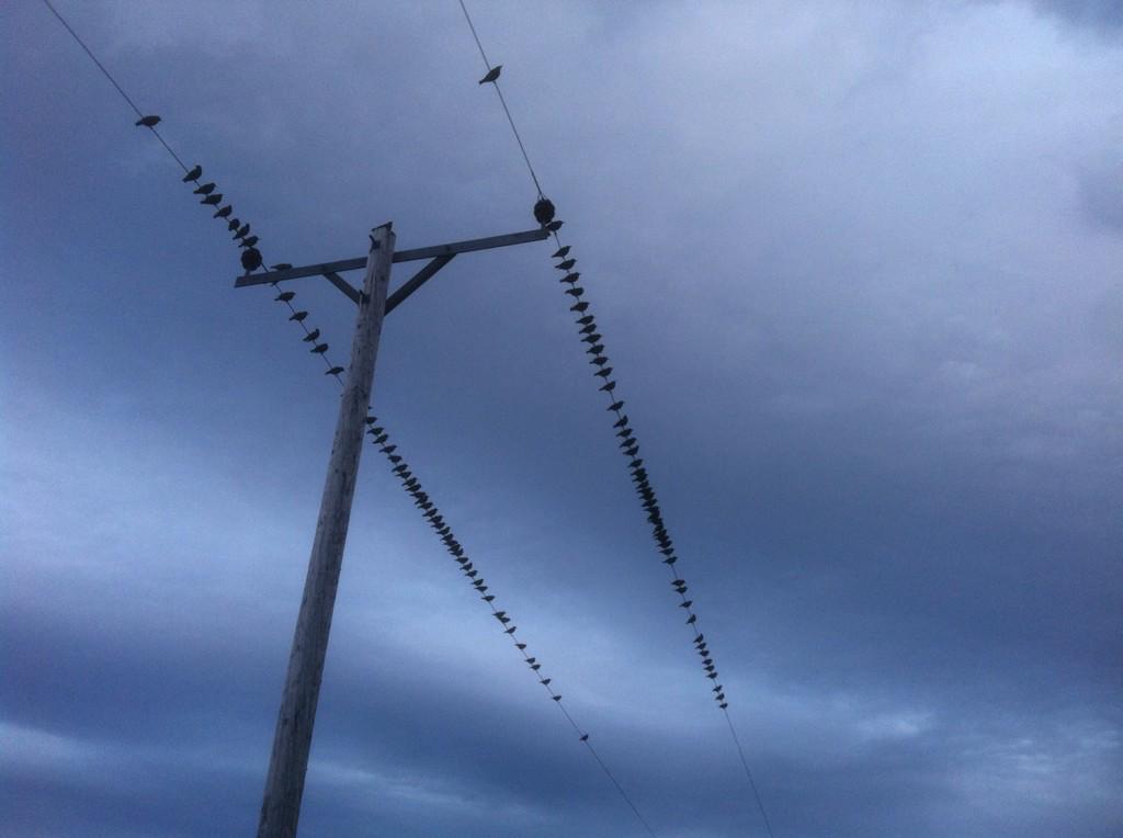 Lazy birds. #filterless #iphonography