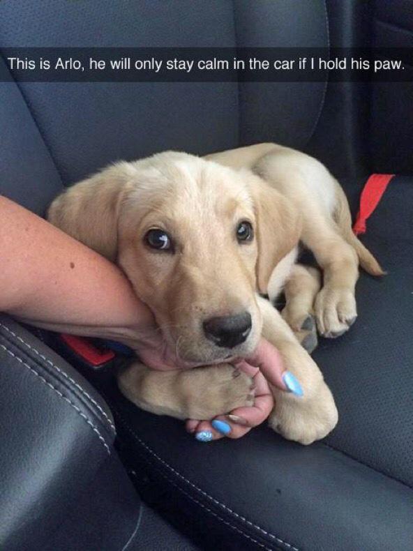 pinkmywholebody's tweet photo. So freaking cute 😍😭🐶 http://t.co/WP8tmlVxMu