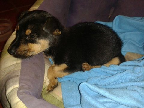 LASAnimal's tweet photo. https://t.co/3auWSKmAyF #KIVO CON APENAS 1 MES DE VIDA, ARROJADO BAJO  LA PUERTA DE UNA CUADRA!!! EN ADOPCIÓN!!! http://t.co/vI8GckwIgQ