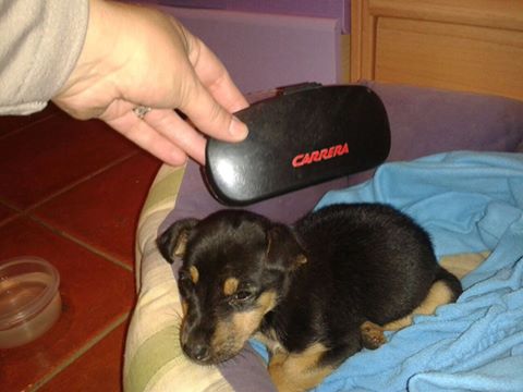 LASAnimal's tweet photo. https://t.co/3auWSKmAyF #KIVO CON APENAS 1 MES DE VIDA, ARROJADO BAJO  LA PUERTA DE UNA CUADRA!!! EN ADOPCIÓN!!! http://t.co/vI8GckwIgQ