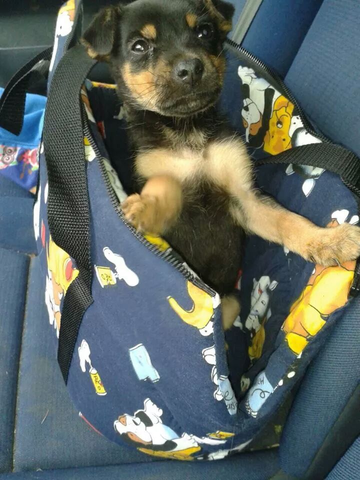 LASAnimal's tweet photo. https://t.co/3auWSKmAyF #KIVO CON APENAS 1 MES DE VIDA, ARROJADO BAJO  LA PUERTA DE UNA CUADRA!!! EN ADOPCIÓN!!! http://t.co/vI8GckwIgQ