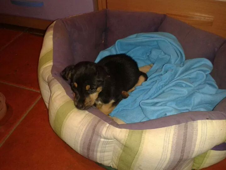 LASAnimal's tweet photo. https://t.co/3auWSKmAyF #KIVO CON APENAS 1 MES DE VIDA, ARROJADO BAJO  LA PUERTA DE UNA CUADRA!!! EN ADOPCIÓN!!! http://t.co/vI8GckwIgQ