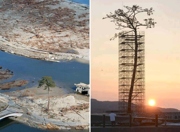 _Paisajes_'s tweet photo. El unico arbol entre 70000 que sobrevivio en esta zona, en el tsunami de Japon. Ahora protegido. http://t.co/n0wxEoUa2w