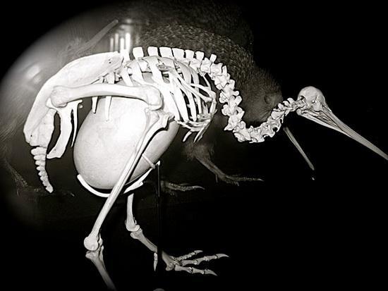 Ackerss's tweet photo. @CoachNobby  RT “@VeryOldPics: Kiwi skeleton showing egg size in relation to mother's body http://t.co/7bSWR8Hwh8” Too big for your kittle?