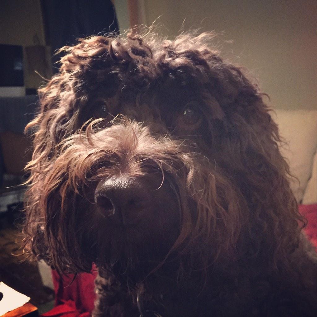 Allaboutmarley's tweet image. Parently me beerd stinks - does I look bovered