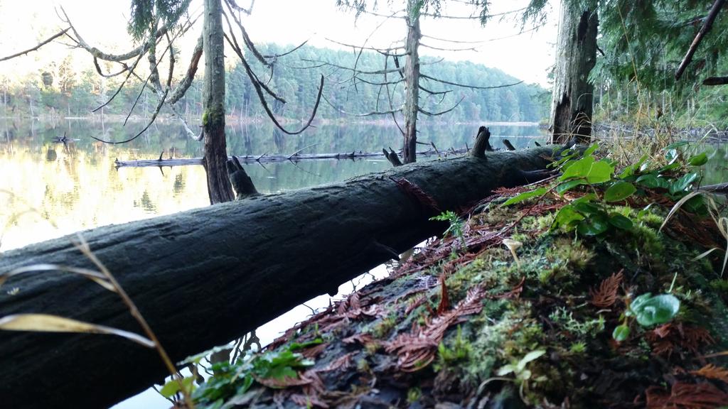 RedWithaK's tweet photo. #enoslake #explorebc #wishyouwerehere http://t.co/5M3HapWJio