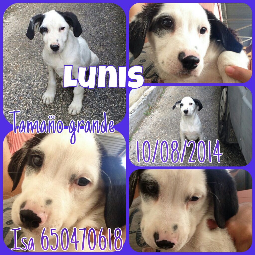 IsaMoraPena's tweet photo. Busca casa de acogida o adopción!! http://t.co/iFv9VVgDNx