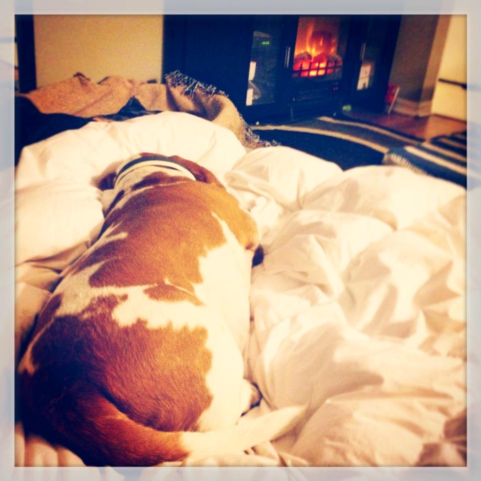 ChristianneMcGe's tweet photo. #basset #hound #dog #cozy #duvet #fireplace #canada #winter #homesweethome http://t.co/aUU9AoIwBf
