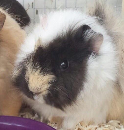 micrababe's tweet image. 