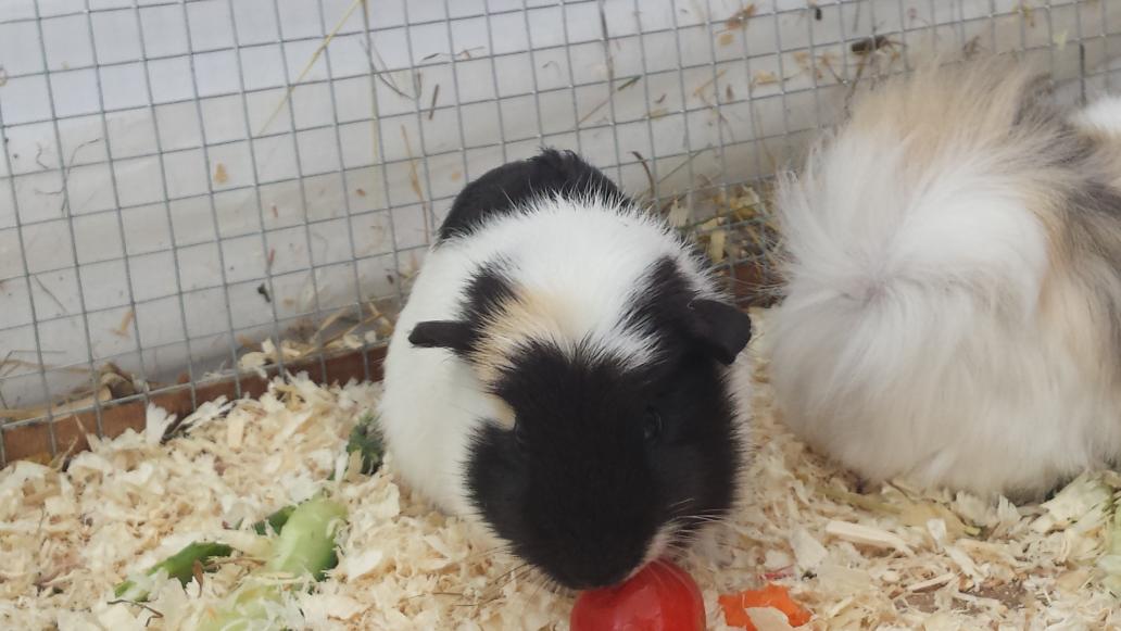 micrababe's tweet image. 