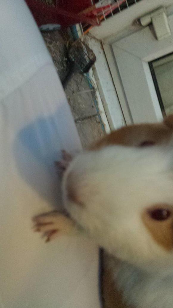 micrababe's tweet image. 