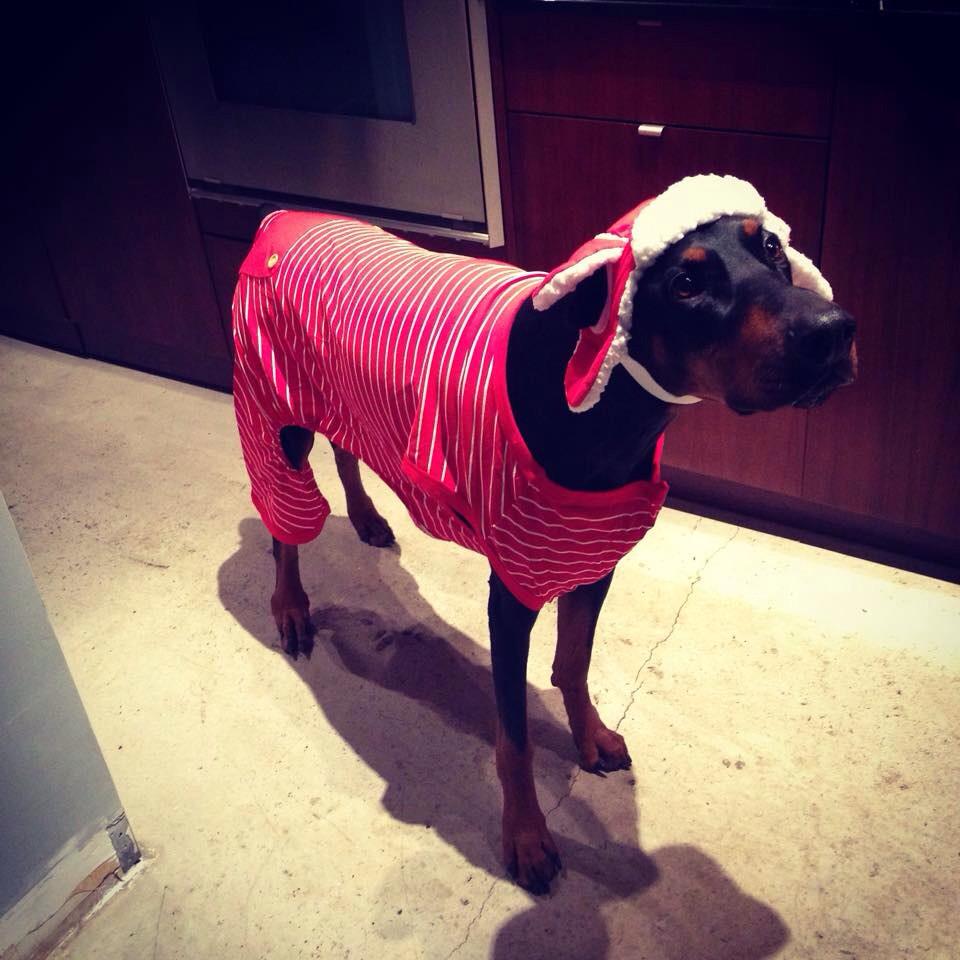 Matt_James_I's tweet photo. Logan wants to check out Santa Claws at Cloverdale Mall! @The_Hydrant - he's got his outfit on already! #HydrantCrew http://t.co/nyH87aTNSc