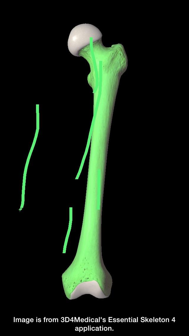 rockike's tweet photo. Medical Annotation via #EssentialSkeleton4 app. http://t.co/jXWFzRoXLG