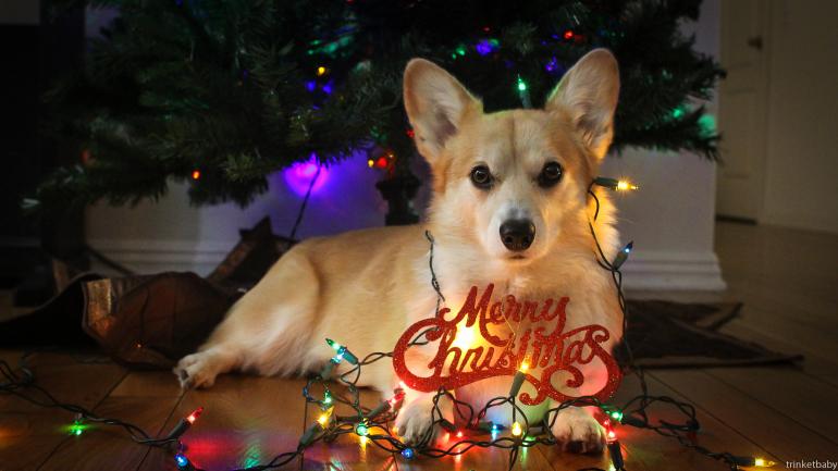 Have a holiday themed photo? We'd love to see it and maybe USE it! Check out cuteoverload.com/submissions!
