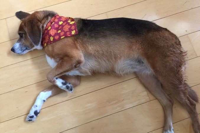 BaileyFoxhound tweet picture