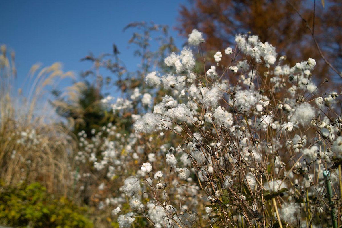 ট ইট র ガーデンミュージアム比叡 京都 花 比叡山 シュウメイギクがたくさんのふわふわ綿毛をつけました 綿毛の中には種がいっぱい 綿毛を風に乗せて子孫を残します シュウメイギク 綿毛 Http T Co Qvi6q0f7ng